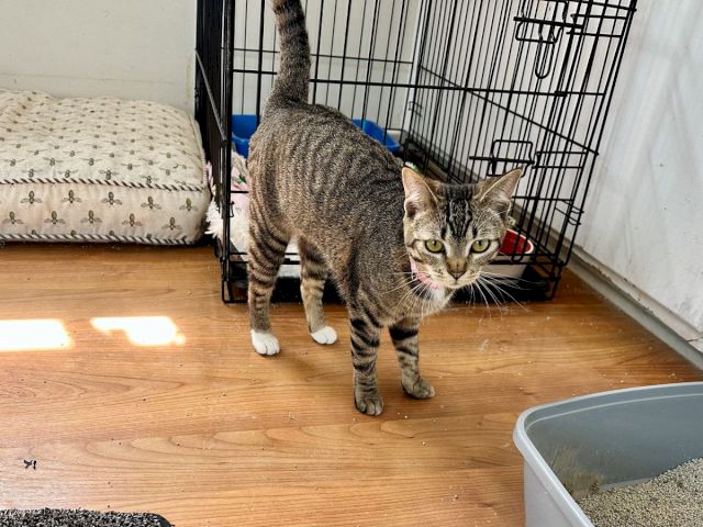 A tabby cat stands inside a barred crate near a bed and a litter box, looking at the camera.