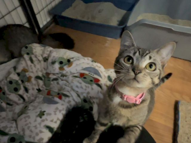 A tabby cat wearing a pink collar sits on a patterned blanket, looking at the camera with wide, happy eyes.