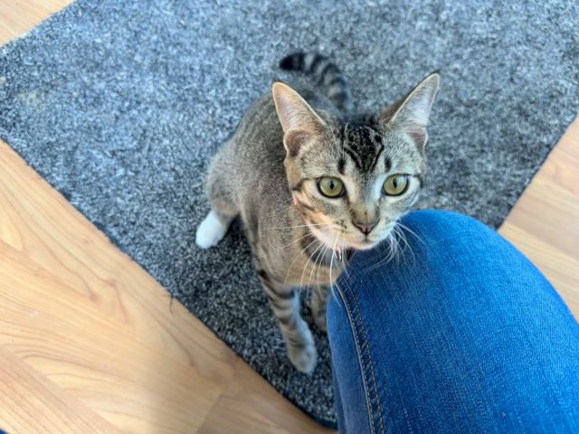 A gray tabby cat peeks from a gray carpeted ramp, sitting near blue jeans on a wooden floor.