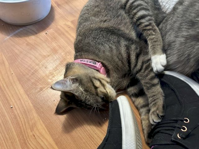 A gray kitten is cuddled up asleep against a person&rsquo;s sneaker while wearing a pink collar.