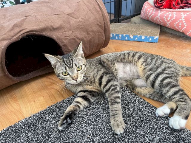 A gray tabby cat lounges on a rug by a brown cat hideout, looking curiously at the camera.