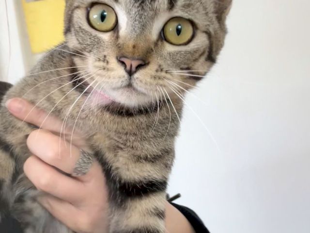 A gray tabby cat with big green eyes is being gently held in someone&rsquo;s arms indoors.