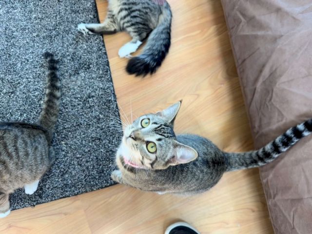 Two gray tabby cats lounge on the carpet and wooden floor, one watching from near a brown paper bag, in a curious stare.