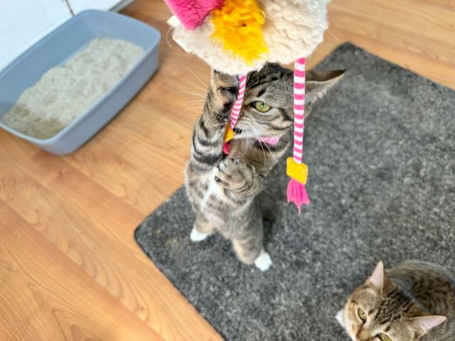 A gray tabby cat sits on a rug wearing a colorful striped beaded hat with a pink feather, while another kitten peeks nearby.