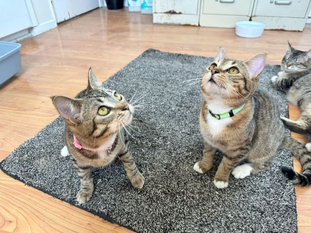 Two tabby cats with collars sit together on a gray rug in an indoor room, with another cat partly visible at the edge.