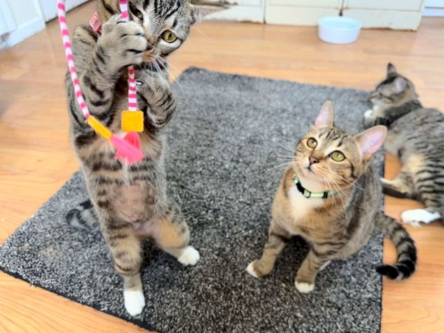 Two tabby kittens play on a gray rug indoors, one batting a string toy while the other watches nearby.