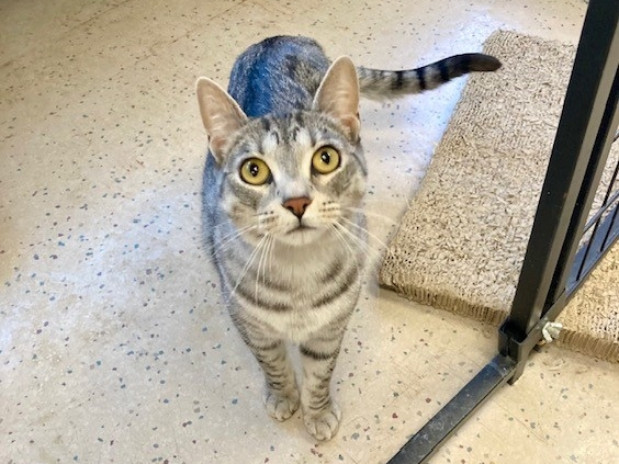 "I'm ready for adoption"