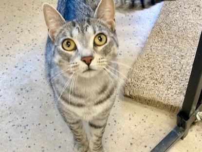 Animal Assistance League of Orange County