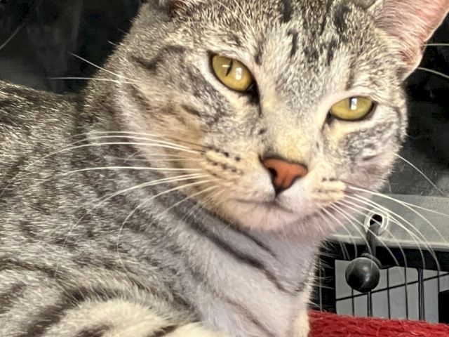 Animal Assistance League of Orange County