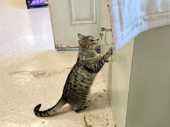 Curious Phoebe!