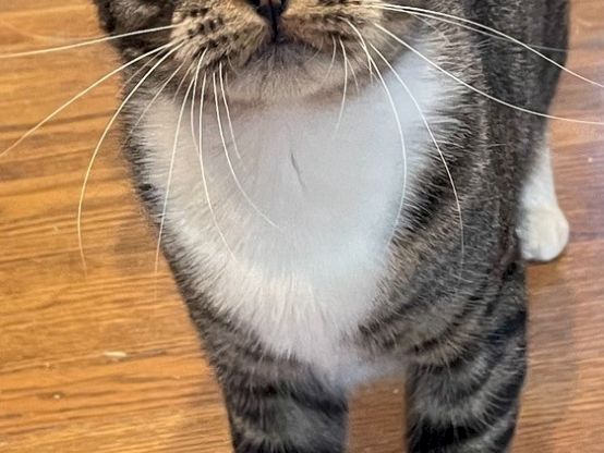 A tabby cat with big green eyes and white paws is standing indoors, staring at the camera with a curious look.