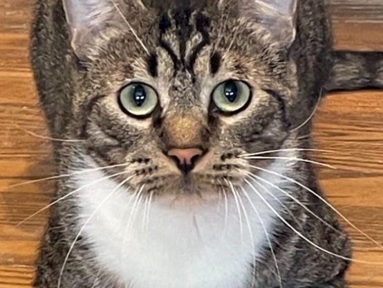 A gray-and-white cat with big green eyes sits on a wooden floor, staring up at the camera with a curious expression.