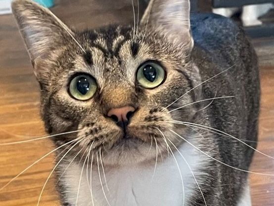 A close-up photo of a tabby cat with big green eyes and whiskers, sitting on a wooden floor.