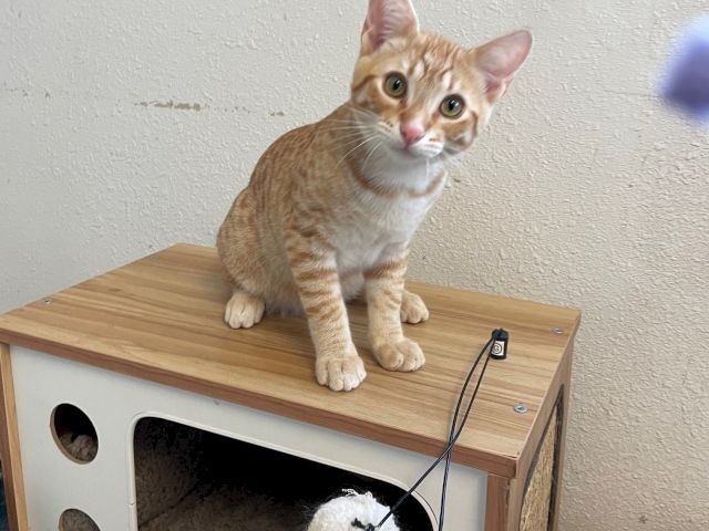 A tiny ginger-and-white kitten sits alert on a wooden cat perch, while another white cat is nearby.
