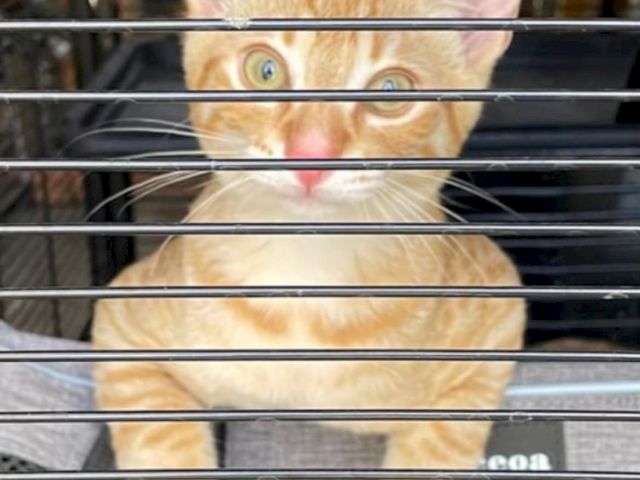 A ginger kitten peeks out from behind metal bars in a kennel enclosure.