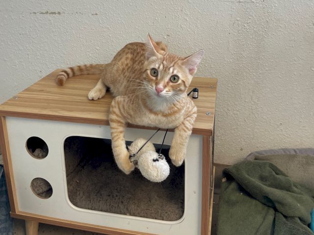A ginger tabby cat sits in a wooden cat condo, wearing a harness and holding a stuffed toy, looking curious.