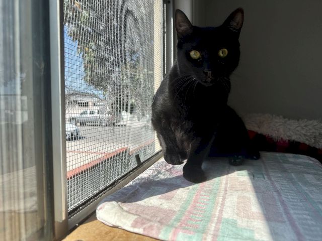 A black cat lounges by a screened window, staring outside with wide yellow eyes.