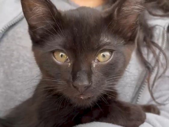 A dark gray cat with striking yellow eyes lies on a blanket, looking up calmly.