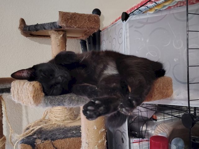 A black cat sprawls asleep on a sisal cat tower beside storage items in a room.