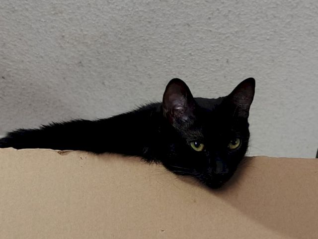 A black cat peeks from behind a cardboard box, watching with bright yellow eyes.