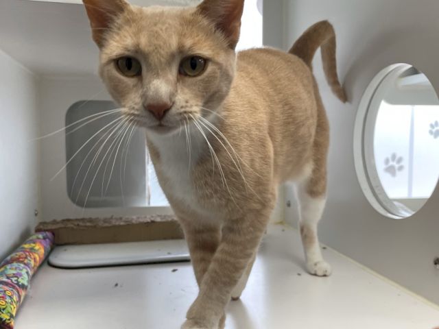 A tan-and-white cat is standing on a vet exam table, looking toward the camera with curious, wide eyes.