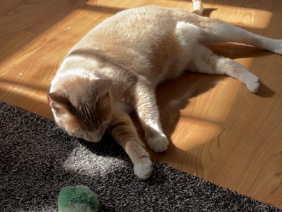 A small tan dog sprawls on a rug, pawing a green fuzzy toy while resting on a sunny wooden floor.