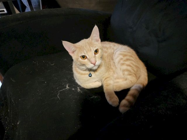 A ginger tabby cat with a small bell collar lounges on a dark couch, looking up curiously.