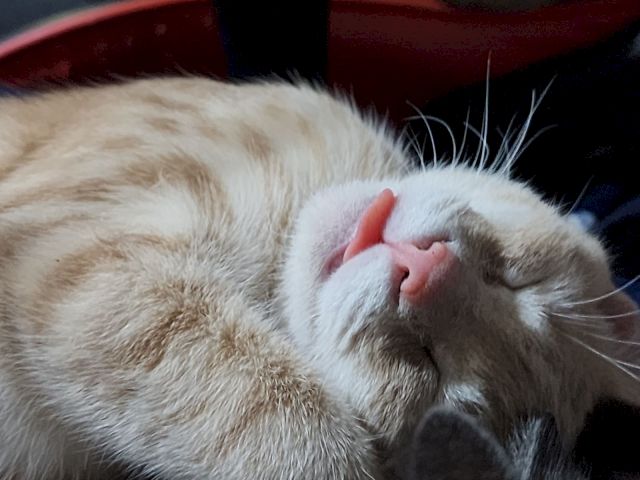 A ginger-and-white cat is napping with its head tipped back in a cozy indoor spot.
