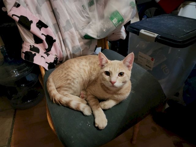 A golden tabby cat lounges on a chair among stored items like trash bags and bins.