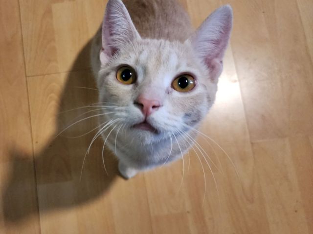 A curious gray-and-white cat with big yellow eyes looks up from a wooden floor.