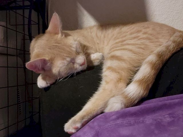A sleepy ginger kitten naps on a purple blanket, stretching one paw and blinking softly.