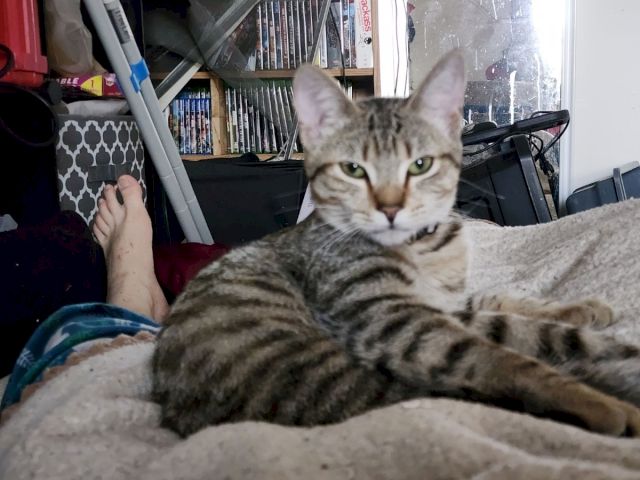 A tabby cat lounges on a bed in a cluttered room, staring at the camera beside bookshelves and other items.