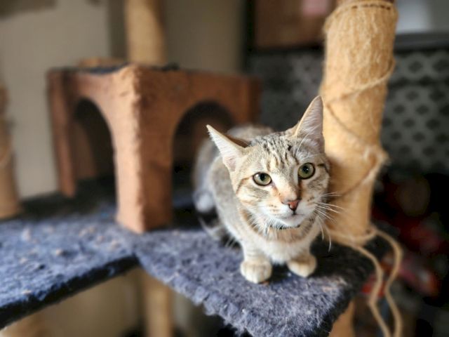 A tabby cat stands on a scratching post, gazing curiously with green eyes as a couch and toys blur in back.