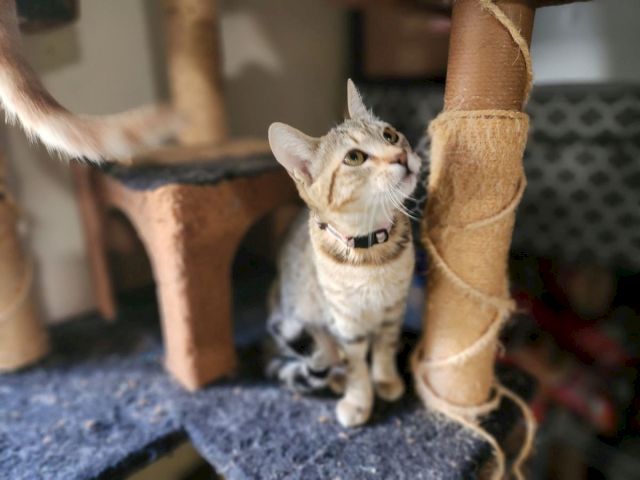 A tabby cat sits by a scratching post, looking toward the camera in a cozy room, ready to play.