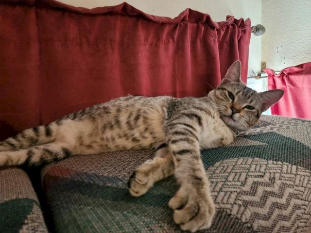 A striped tabby cat lounges on a patterned couch, stretching out and looking toward the camera.