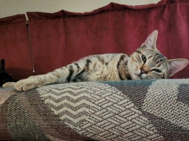 A tabby cat lounges on a couch, resting on a patterned cushion and stretching out on a cozy blanket.