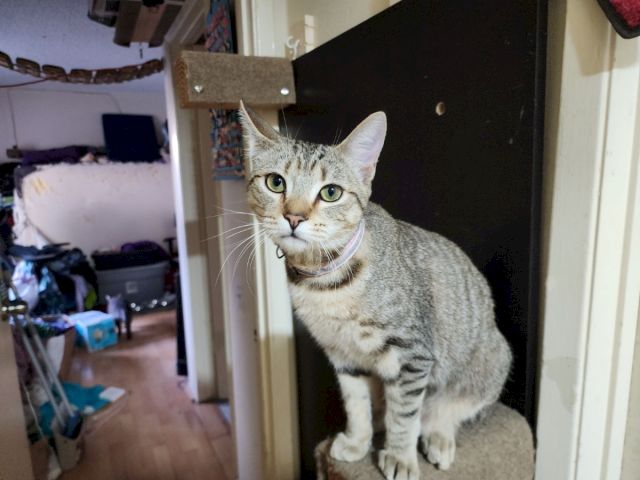 A gray tabby cat with green eyes sits near a door, wearing a pink collar in a cluttered home hallway.