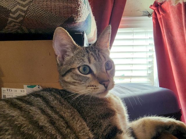 A gray tabby kitten lounges by a window, looking curious and calm in warm indoor light.