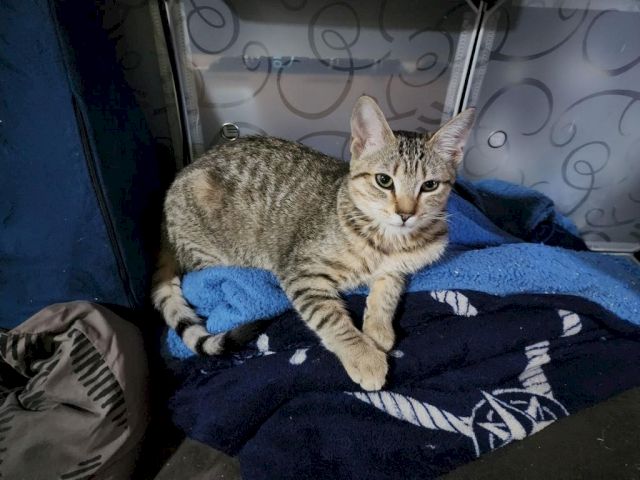 A tabby cat lounges on a blue blanket in a pet carrier, looking calmly at the camera.