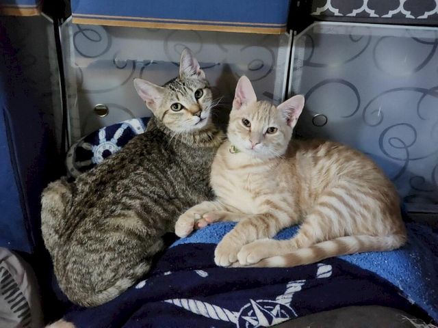 Two tabby cats cuddle on a blue blanket inside a carrier, looking alert and comfortable.