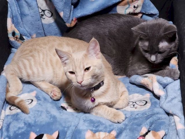Two cats&mdash;one cream and one gray&mdash;are snuggled up together on a soft, cartoon-pattern blanket.