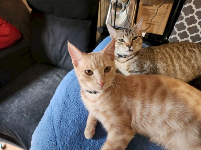 Two cats lounge on a blue blanket on a couch, staring at the camera.
