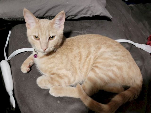 A ginger tabby cat with green eyes lounges on a dark cushion, wearing a purple collar and looking straight at the camera.