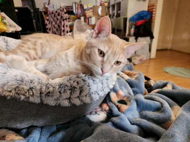 A light orange tabby kitten lounging on a blanket, surrounded by cozy supplies in a busy indoor room.