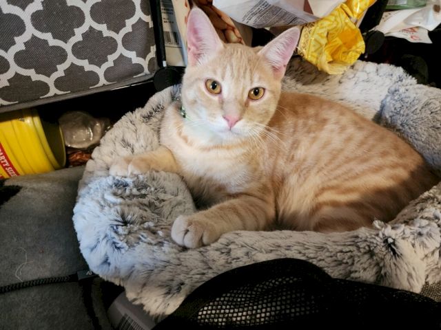 A ginger cat lounges on a plush blanket in a car, looking up while surrounding supplies sit in the background.
