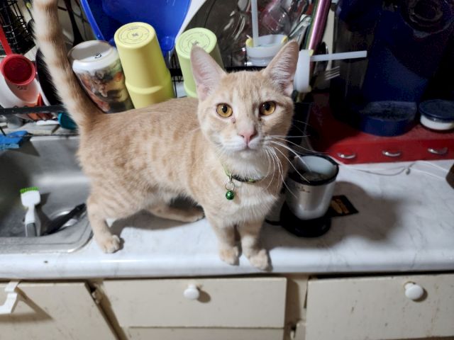A beige tabby cat with green collar stands on a countertop amid kitchen items and supplies.
