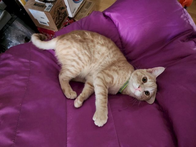 An orange tabby kitten lounges on a purple couch with its belly up, looking curious.