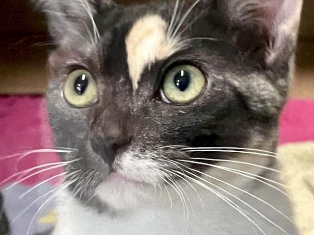 A close-up of a gray tabby cat with wide yellow-green eyes, front-facing and curious, indoors.