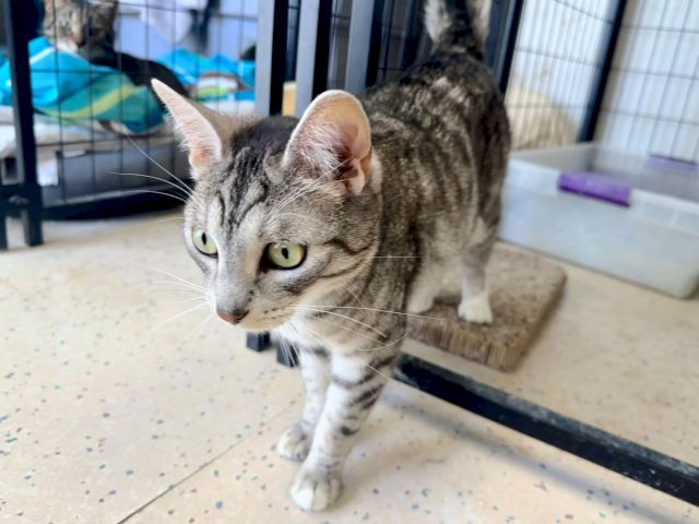 A tabby cat peers from a shelter-like room, whiskers forward and curious eyes watching.