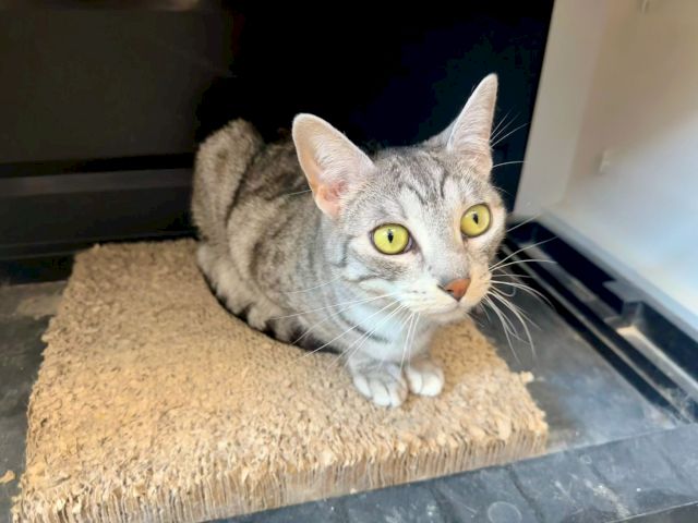 A gray tabby cat with big yellow-green eyes peeks from a cozy perch, looking up curiously.